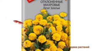 Бархатцы отклоненный Петит золотые ? обзор: как сажать, семена бархатцев Петит золотые