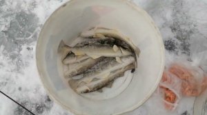 Зимняя рыбалка на навагу. Навага прёт на всё. С утра бешенный клёв. Река Речица. Рыбалка порадовала.