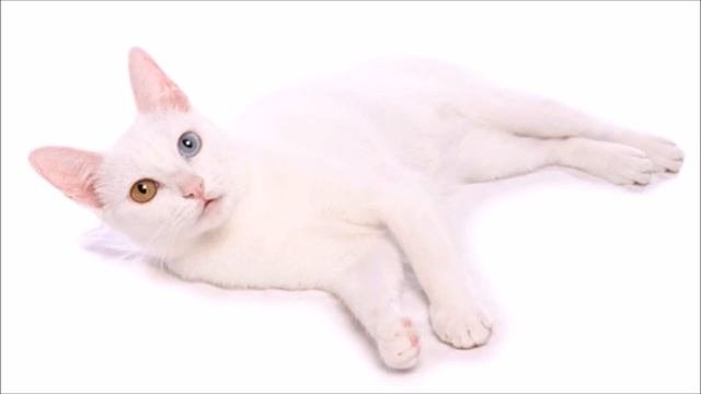 САМЫЕ ДОРОГИЕ ПОРОДЫ КОШЕК! ТОП 5