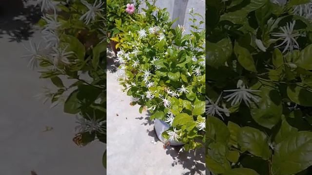 Jasmine flowers смотреть онлайн