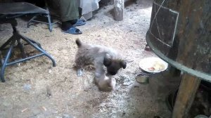 Кошка защищает котенка от собаченки!!!