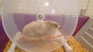 Африканский карликовый еж Рональдо разнервничался! Ежик громит свою клетку-с ним не посоветовались!