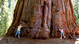 САМОЕ ВЫСОКОЕ, БОЛЬШОЕ ДЕРЕВО В МИРЕ HIGHEST TREE IN THE WORLD