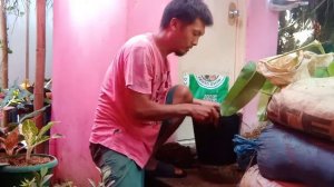 How to propagate philodendron jose buono...#01