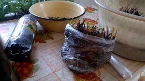 Как вырастить черемшу зимой на окне из луковиц. Неделя первая