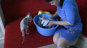 Котята сфинкс. Купание котят. Приучаем котят к купанию. Уход за котятами. Милые котята.