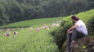 Тайвань. Путешествие в Алишань (А Ли Шань, 阿里山, Alishan), Часть Вторая. Сбор и производство чая.