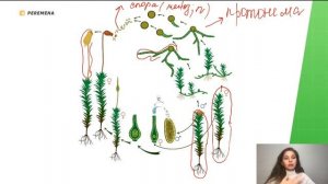 Циклы размножения мхов и папоротников | ЕГЭ БИОЛОГИЯ 2021 | PEREMENA