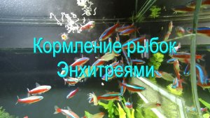 Кормление рыбок энхитреями