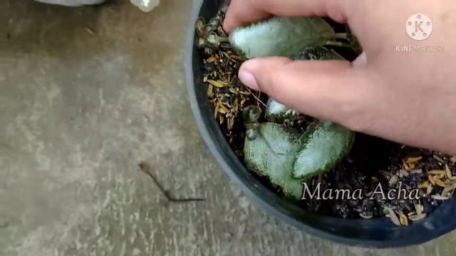 Mengenal Episcia Cantik "Episcia Silverskies" смотреть онлайн