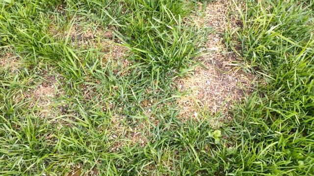 Уход за газоном после зимы - 5.5 недель после обработки (Берём Напалм). Весна, видео №6 (06.05.2021 смотреть онлайн