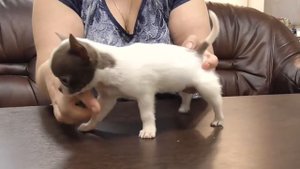 Крошки ЧИХУАХУА щенки 2 месяца
