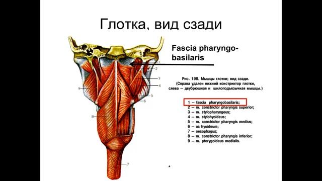 Введение в спланхнологию (Запись 06.02.2018)