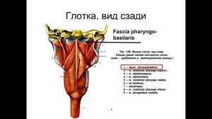 Введение в спланхнологию (Запись 06.02.2018)