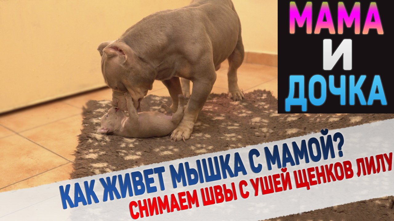 Как дела у самого маленького щенка в питомнике? Снимаем швы с ушей щенков Лилу и Сильвера