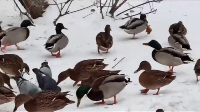 Утки захватили Екатеринбург. Ручные утки. Харитоновский парк. смотреть онлайн