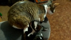 До какого возраста кошка кормит котят своим молоком?