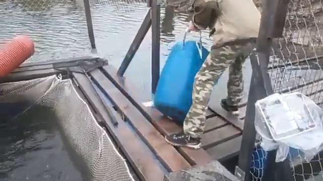 10.10.19 запуск форели на малый водоём в кокино смотреть онлайн