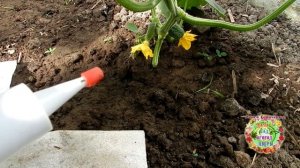 Что за вонючий монстр съедает корни огурцов? Почвенные вредители огурцов