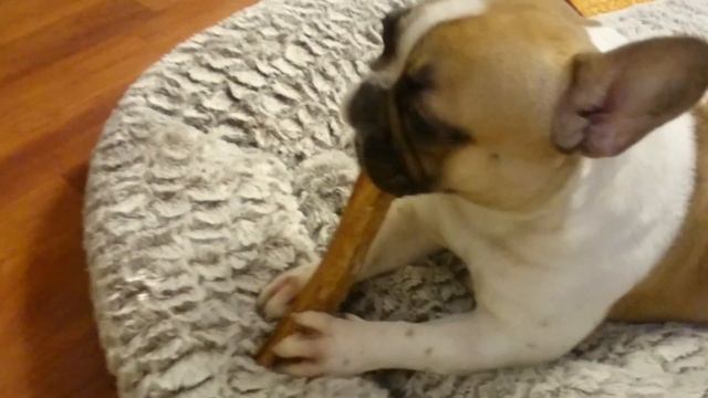 Французский бульдог Варенька и ее новая игрушка, олений рог! смотреть онлайн