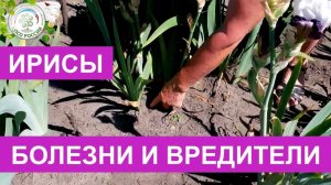 Ирисы. Болезни и вредители ирисов.