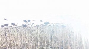 Запоздалая уборка подсолнечника F1- Марица