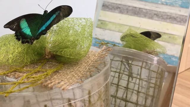 Бабочкарий. Как появляются бабочки. Как их кормить и ухаживать за ними. смотреть онлайн