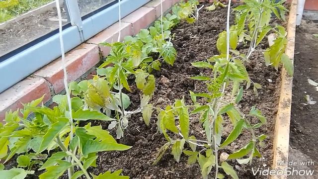 Первая подкормка рассады томатов в теплице. Способ приготовления зелёного удобрения.. смотреть онлайн