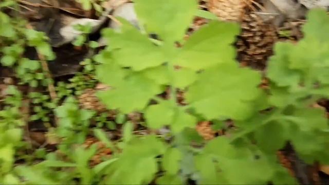 Поездка в лес | Окарина. Как сделать окарину смотреть онлайн