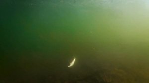 Распаковка и обзор воблеров с AliExpess на рыбалке. Jackall tiny magallon от Bearking