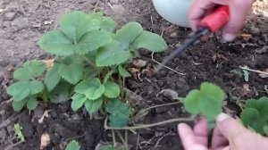 Земляника Обрезка листьев