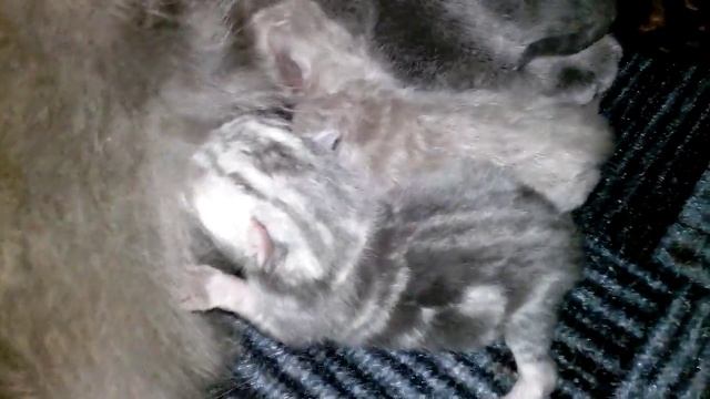 Британские кошки. Британские короткошёрстные (Британцы)