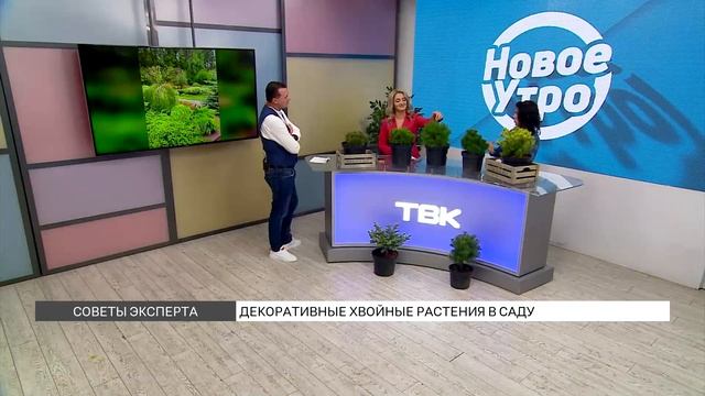 Какие хвойные растения можно посадить в саду? смотреть онлайн