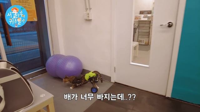 드디어 휠체어를 타게 된 후지마비(하지마비)고양이 흥민이!!! (Country Story of City Couple EP.567) смотреть онлайн