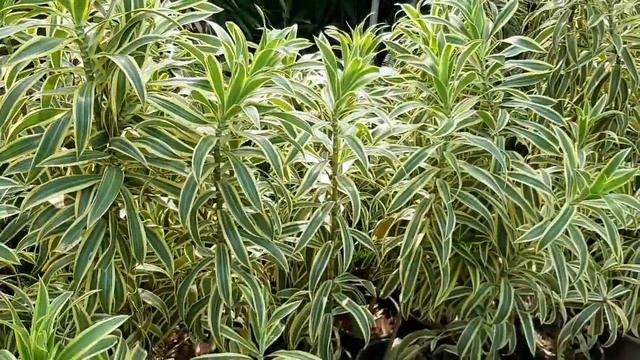 Song of India Dracaena reflexa indoor plants and outdoor смотреть онлайн