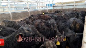 Скотный рынок город Хасавюрт