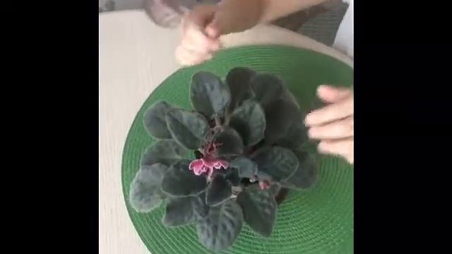 "Как вырастить фиалку в домашних условиях?" смотреть онлайн