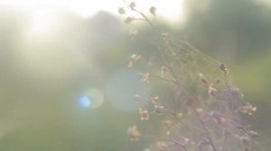 Солнечный круг песня "Siderus Music Studio" "Solnechniy krug"