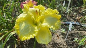 Мировые шедевры селекции лилейников / Сад Ворошиловой