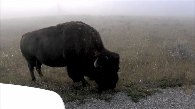 yellowstone bison 2 смотреть онлайн