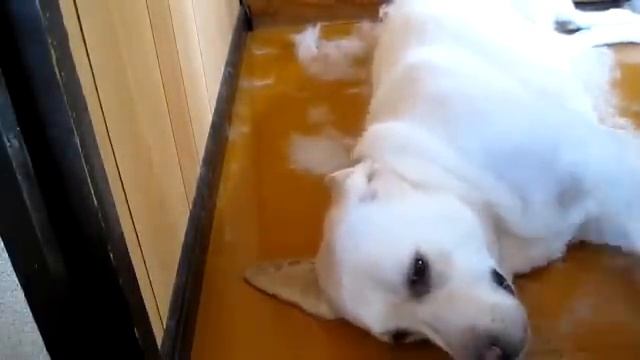 Лабрадор ретривер Labrador retriever и фурминатор