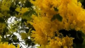 Кружит    голову    мимоза   -   Арно Бабаджанян .   монтаж  Розалия   Трукшина .