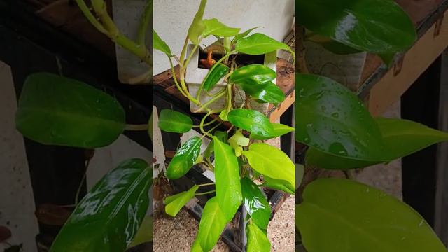 Philodendron Ceylon golden- Care-set the plant in a location with bright, indirect sunlight.