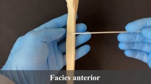 Локтевая кость - Ulna (анатомия человека)