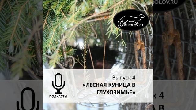 Подкаст ЗВЕРОЛОВ Выпуск 4 "Лесная Куница в глухозимье" смотреть онлайн