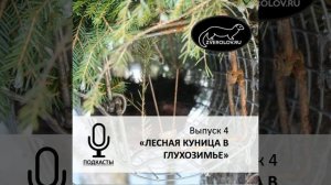 Подкаст ЗВЕРОЛОВ Выпуск 4 "Лесная Куница в глухозимье"