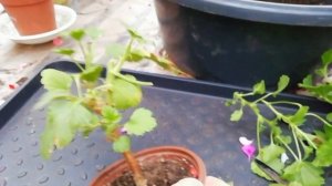 Обрезка королевской пеларгонии