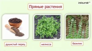 Природа и человек. Значение растений в жизни человека