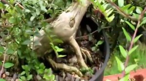 Common Privet  Ligustrum Vulgare Bonsai in training 2 (OOPs)