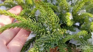 И снова новинки! Хвойные карлики! Криптомерия японская Дингер, Грин перл, кипарисовик тупой Чиримен